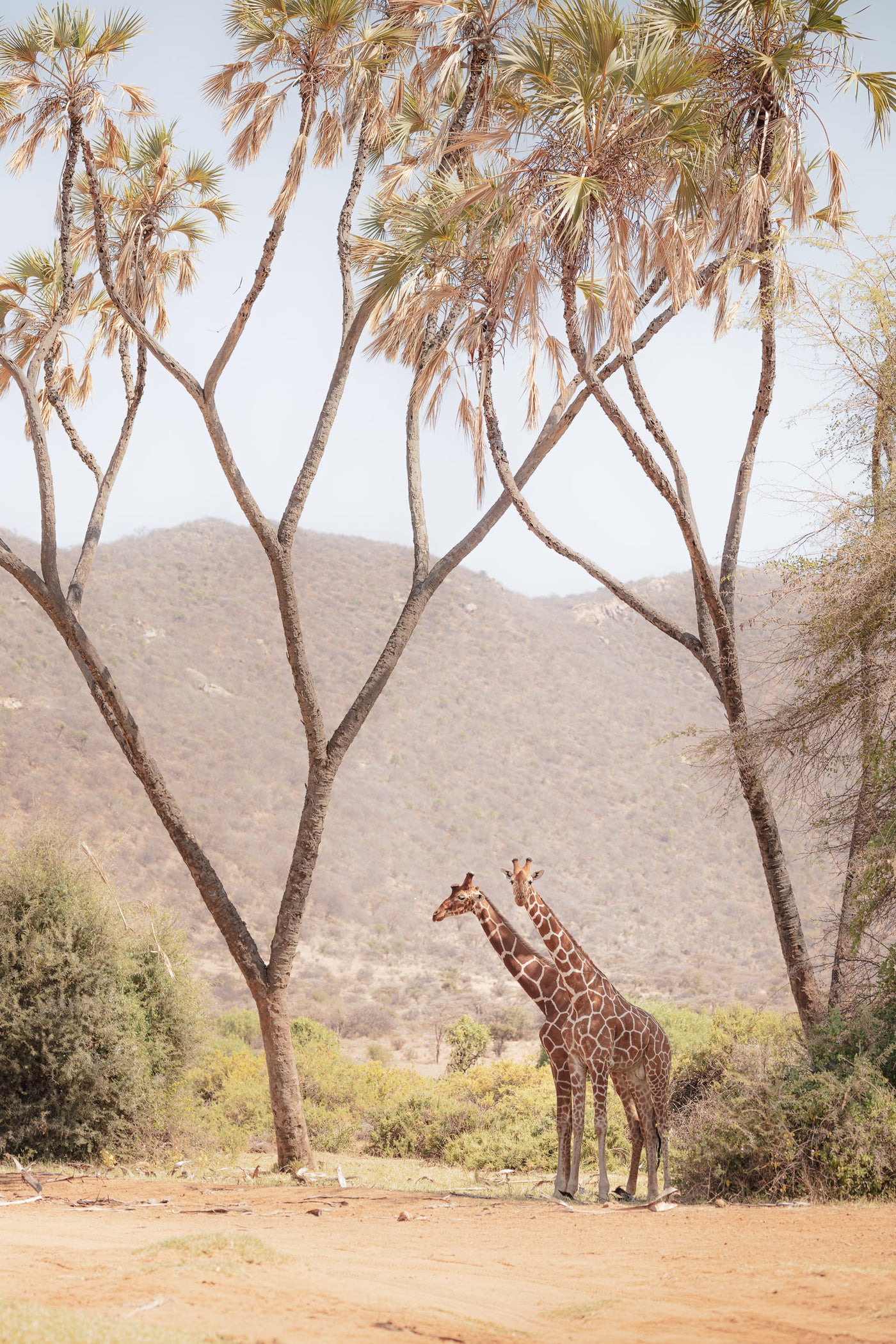 giraffe photo